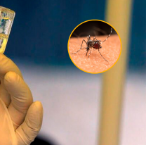 Atención salteños: llegaron a la provincia las vacunas contra el dengue