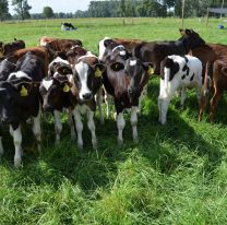 Moldes abre su 1° muestra dedicada al agro y la gastronomía para toda la familia