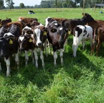 Moldes abre su 1° muestra dedicada al agro y la gastronomía para toda la familia