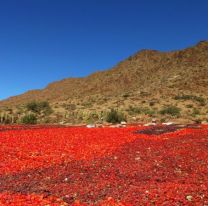 [HAY FOTOS] / El paisaje de los Valles Calchaquíes cambió de color