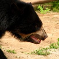 Científicos argentinos y bolivianos recorrerán las selvas de Salta en busca del Ucumar