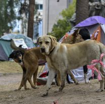 &iexcl;Sumate! / Campa&ntilde;a para identificar a los perros que siguen a los peregrinos