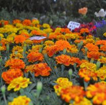Ma&ntilde;ana arranca la muestra m&aacute;s grande de flores y plantines de la regi&oacute;n