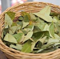 Conocé los beneficios de la harina de coca, el nuevo superalimento