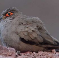 Porque Salta es el lugar ideal para la observación de Aves