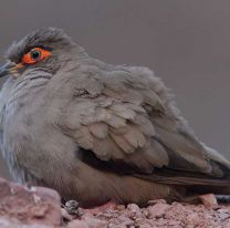 Porque Salta es el lugar ideal para la observación de Aves