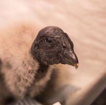 Nació “Karut”, un pichón de cóndor cuyo padre fue rescatado en Salta