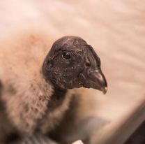 Nació “Karut”, un pichón de cóndor cuyo padre fue rescatado en Salta