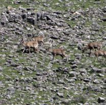 ¡Increíble! / Observaron ciervos andinos a más de 3.100 msnm en el norte de Salta