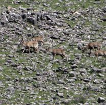 ¡Increíble! / Observaron ciervos andinos a más de 3.100 msnm en el norte de Salta