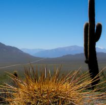 ¡Imperdible! / Festival “7 vacas rock+folk”: una gran apuesta en el Valle Calchaquí