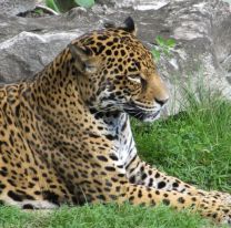 [HAY FOTOS] Registraron por primera vez a un yaguareté en Río Pilcomayo