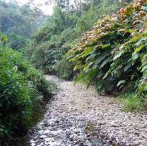¡Bien ahí! / Destacan a las yungas salteñas como potencial turístico