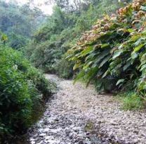¡Bien ahí! / Destacan a las yungas salteñas como potencial turístico