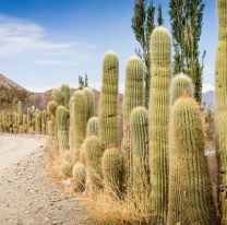 Seis atractivos de Cachi que no conocías y te va a sorprender