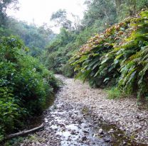 Vacaciones 2019 / Se&ntilde;alan que las yungas salte&ntilde;as son un gran atractivo tur&iacute;stico