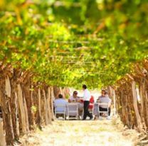 Vinos salteños: un recorrido por la ruta del Torrontés