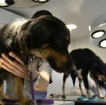Realizaron 1.140 atenciones en el Hospital Animal