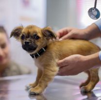 Hospital P&uacute;blico de Mascotas: trabajar&aacute; con la motoambulancia y con un 0800 de urgencias