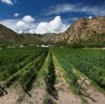 &iexcl;Entrada libre y gratuita! / En Cafayate se celebrar&aacute; una nueva edici&oacute;n de la Vendimia