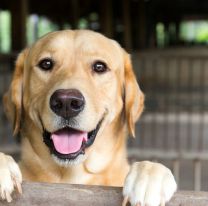 Este domingo podés encontrar a tu “mejor amigo
