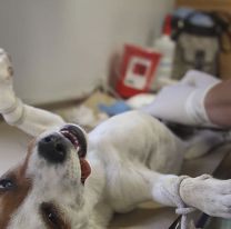 Arranca la construcción del primer hospital de mascotas en Salta