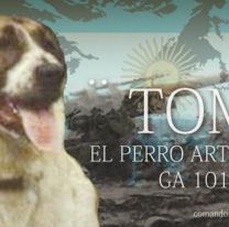 Conoc&eacute; la historia de Tom: el perro que combati&oacute; en Malvinas