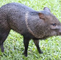 Rescataron un pecar&iacute; en Embarcaci&oacute;n: el animal est&aacute; en peligro de extinci&oacute;n