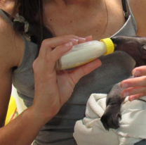 La buena del d&iacute;a / Rescataron un oso hormiguero beb&eacute; en Salta