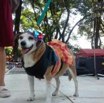 “Juntos por los animales”: el evento para que vayas a disfrutar con tu mascota y festejen su d&iacute;a