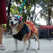 “Juntos por los animales”: el evento para que vayas a disfrutar con tu mascota y festejen su día