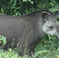 Los animales con peligro de extinción en Salta y todo el NOA