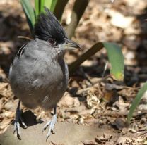 Hoy es el D&iacute;a Mundial de las Aves: Salta buscar&aacute; romper su propio r&eacute;cord internacional en registro de aves