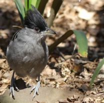 Hoy es el Día Mundial de las Aves: Salta buscará romper su propio récord internacional en registro de aves