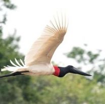 Registro de especies de aves a nivel mundial: “Salta se coron&oacute; por quinta vez campeona del Big Day”