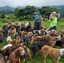 ¡La buena del día! / Se construirá en San Lorenzo un refugio natural canino