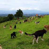 ¡Bien ahí! / Se construirá en San Lorenzo un refugio natural canino
