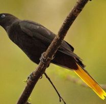 ¡Bien ahí! / Se logró un nuevo récord de avistaje de aves en el sur de Salta