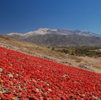 Los pimientos rojos bajo el sol, hacen del Valle Calchaquí una postal única