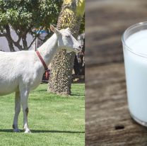 &iquest;Lo sab&iacute;as? / Sali&oacute; al mercado la primera leche de cabra en envases larga vida