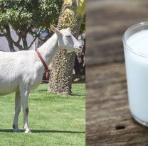 &iquest;Lo sab&iacute;as? / Sali&oacute; al mercado la primera leche de cabra en envases larga vida