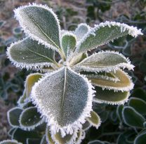 Primera helada de la temporada: Salta amaneció con 0ºC y con los techos de los autos escarchados