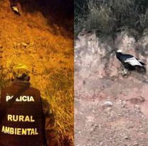 La buena del día / Rescataron un cóndor herido en Chicoana