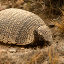 A tomar conciencia: los motivos por los que podría extinguirse el quirquincho en el Chaco Salteño