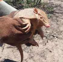 La buena del día / Rescataron y liberaron 25 quirquinchos en Salta