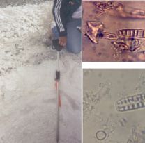 Descubren un yacimiento de Diatomeas en la Puna: son los primeros seres vivos del planeta