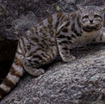 El “Fantasma de los Andes en serio peligro de extinción: habita en Salta y es uno de los felinos menos conocidos