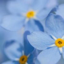 La flor que tiene el mismo color que el de la bandera argentina