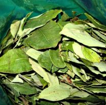 La coca en Salta es parte de su historia