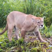 [HAY VIDEO] Increíble registro de un puma en un Parque Nacional de Salta